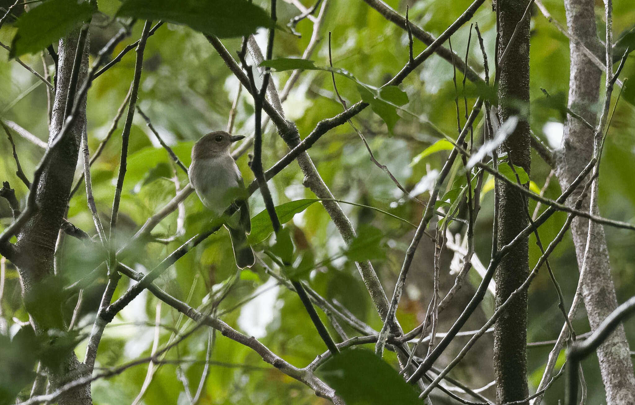Image of White-vented Whistler