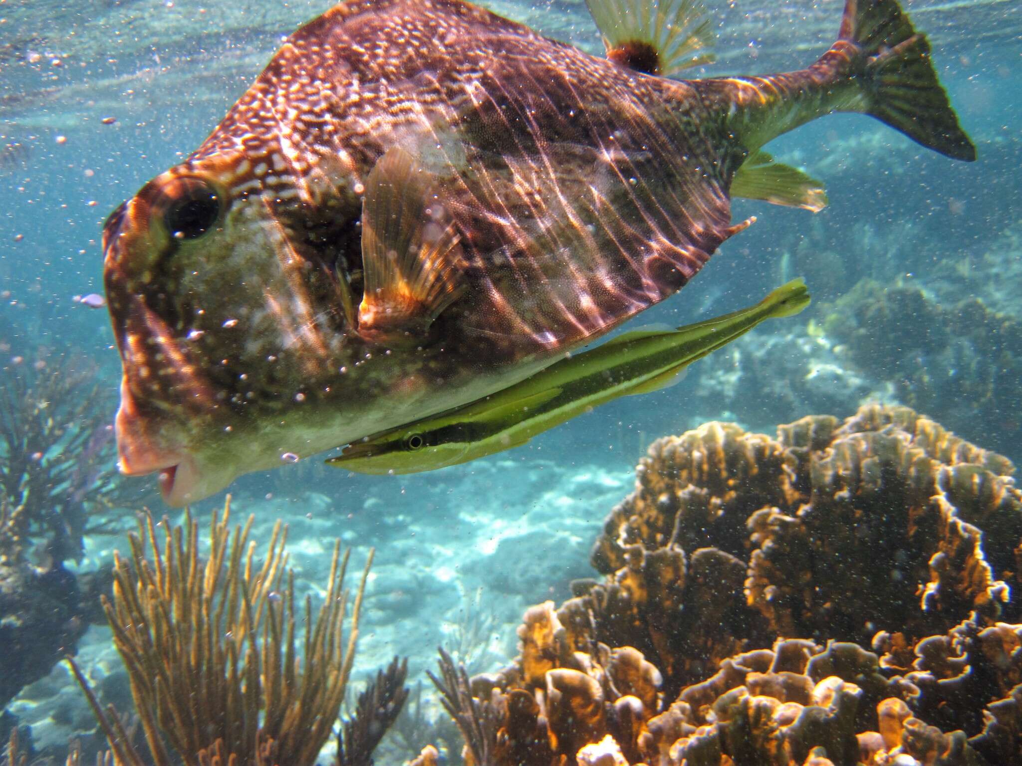 Image of Buffalo Trunkfish