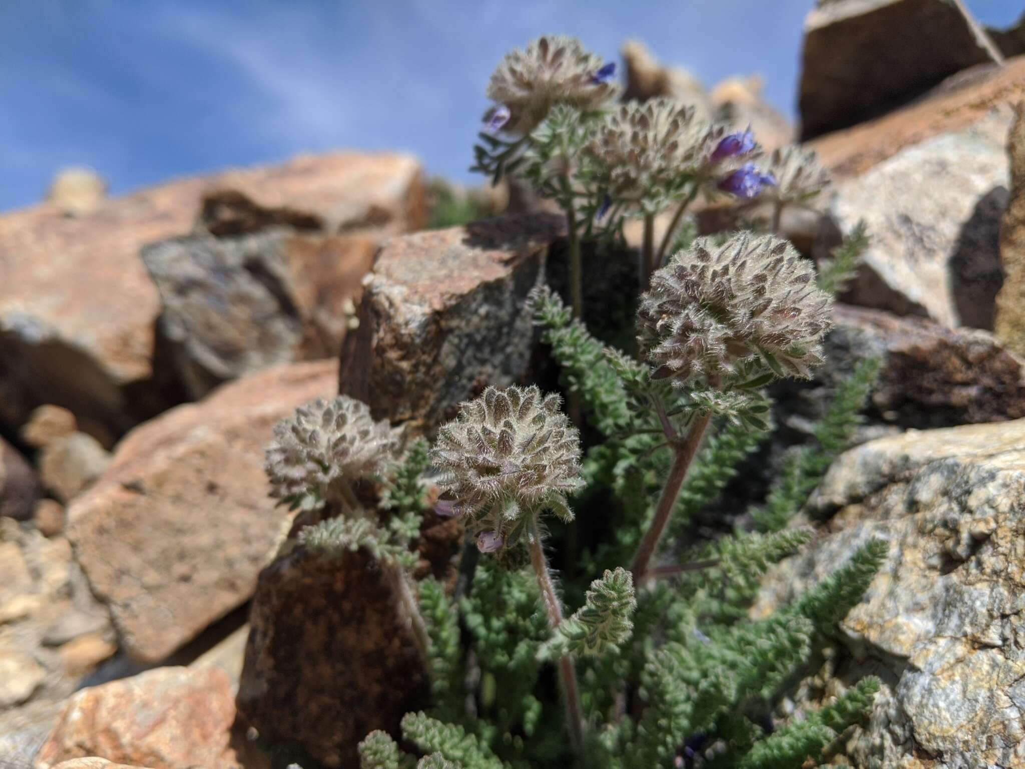 Слика од Polemonium chartaceum Mason