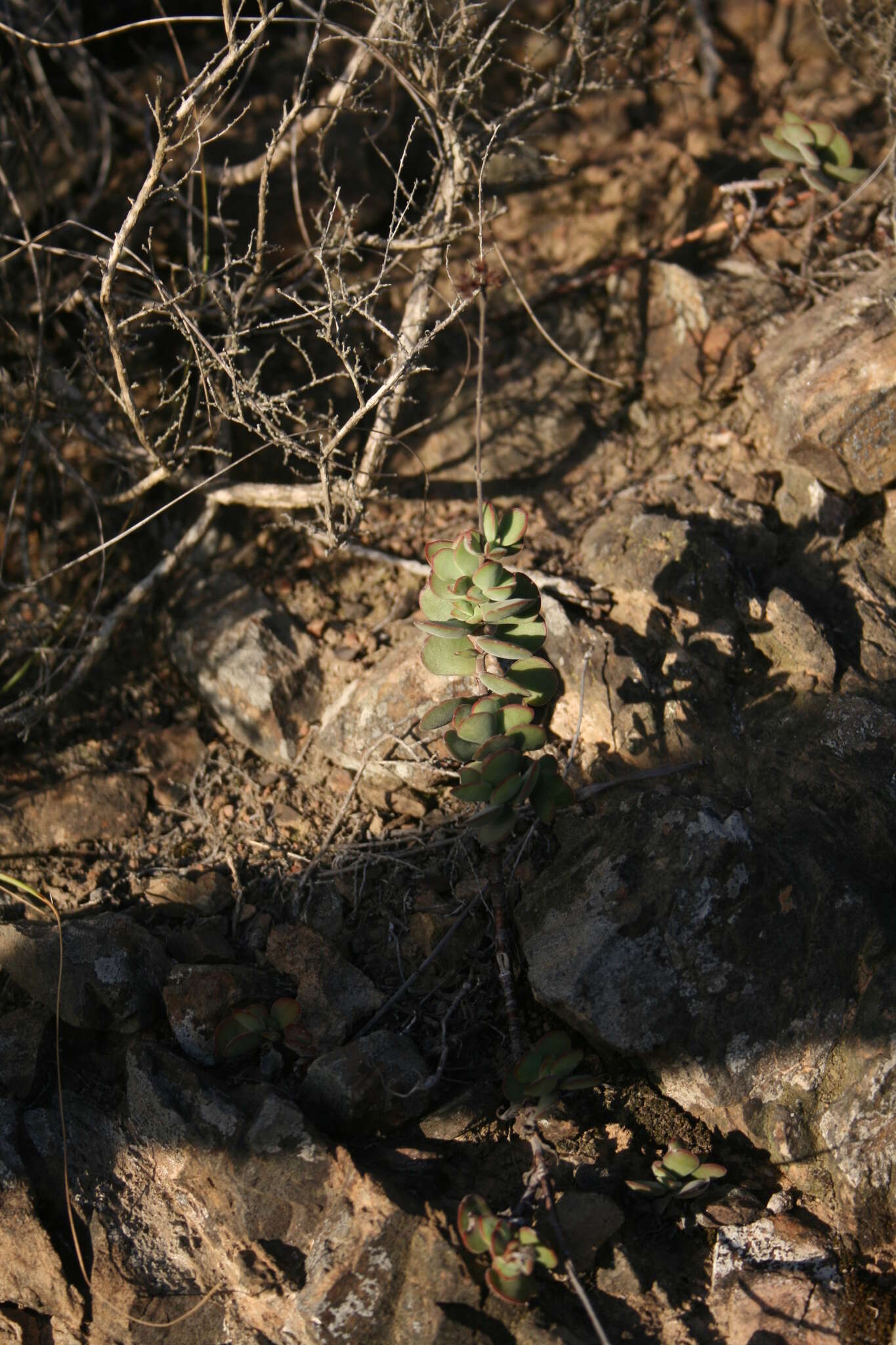 Image of Crassula atropurpurea var. muirii (Schönl.) G. D. Rowley