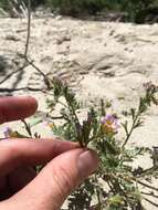 Image of twocolor phacelia