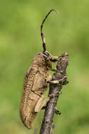 Image of Poplar Long-Horned Beetle