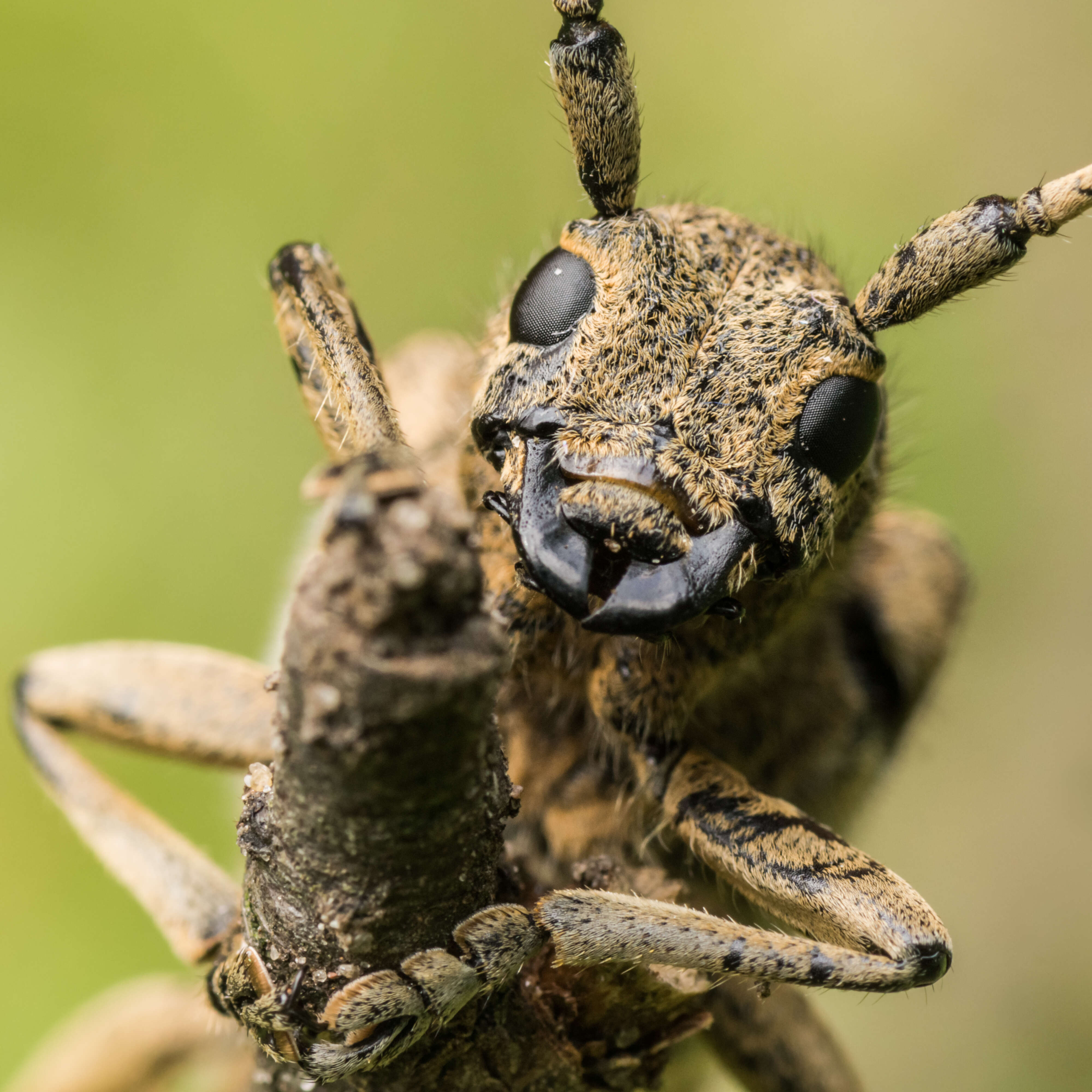 Image of Poplar Long-Horned Beetle