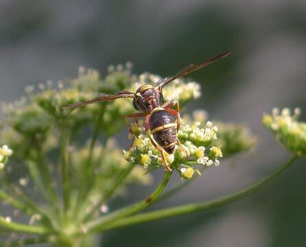 Image of Polybiomyia