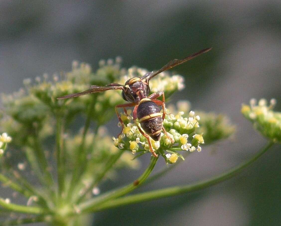 Image of Polybiomyia