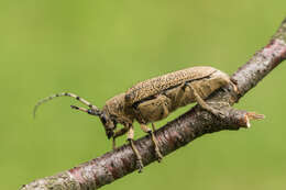 Image of Poplar Long-Horned Beetle