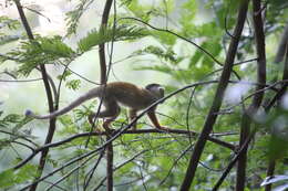 Image of Saimiri boliviensis boliviensis (I. Geoffroy Saint-Hilaire & de Blainville 1834)