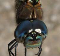 Image of Spatterdock Darner