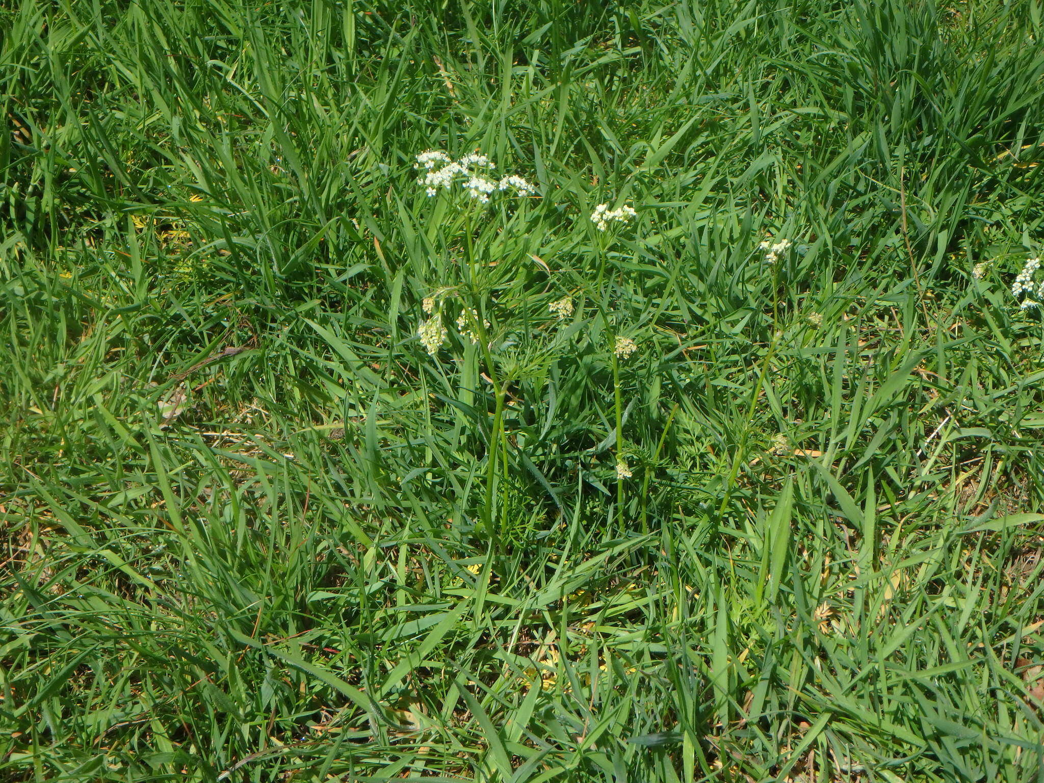 Image of Conopodium