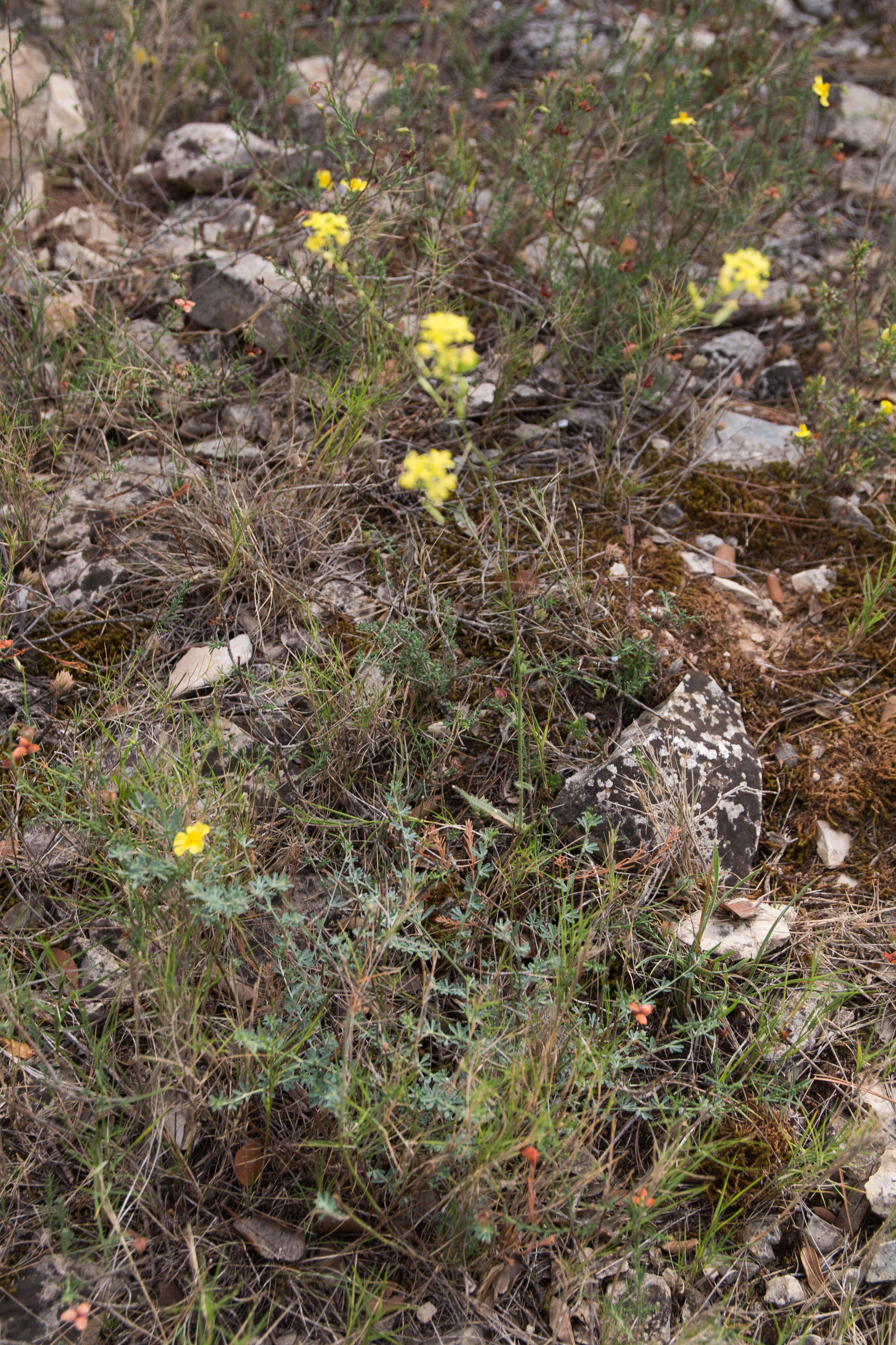 Image of Buckler Mustard