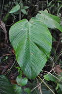 Image of Philodendron scalarinerve Croat & Grayum