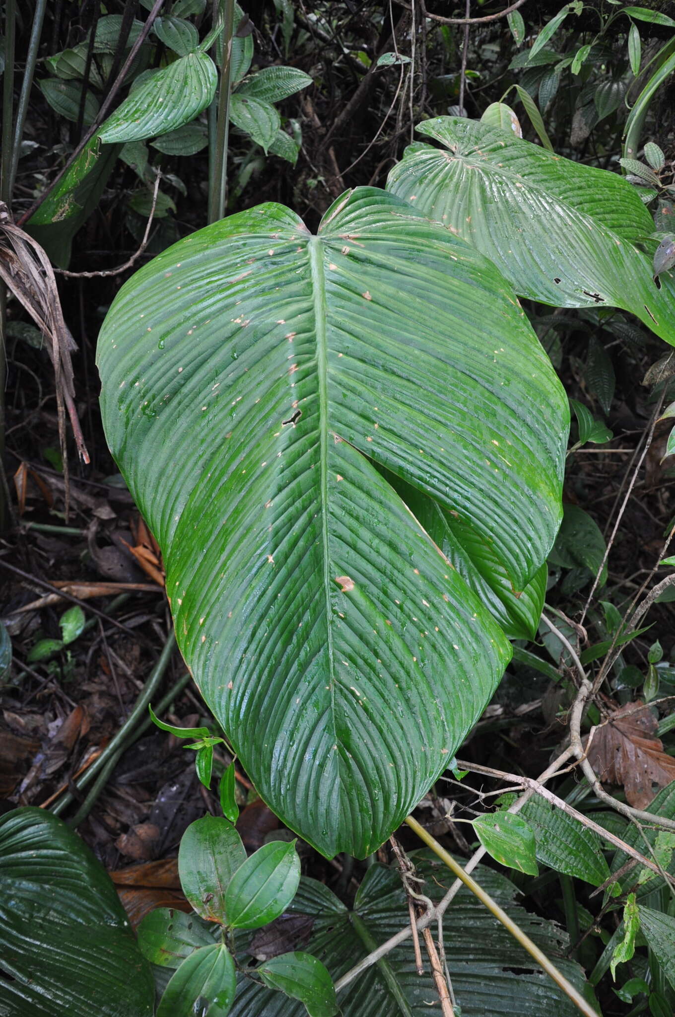 Image of Philodendron scalarinerve Croat & Grayum