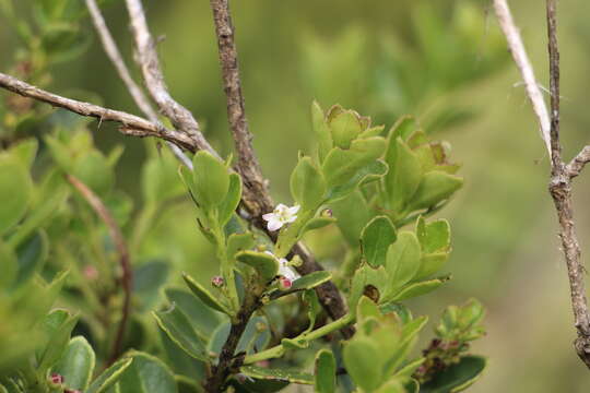 Image of Ilex kunthiana Triana