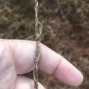 Image of Carolina fluffgrass