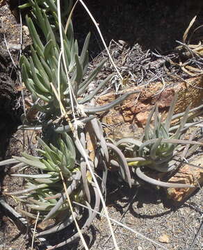 Plancia ëd Curio talinoides var. aizoides (DC.) P. V. Heath