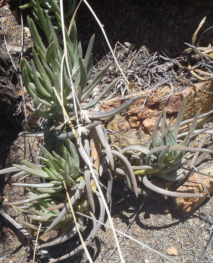 Image of Curio talinoides var. aizoides (DC.) P. V. Heath