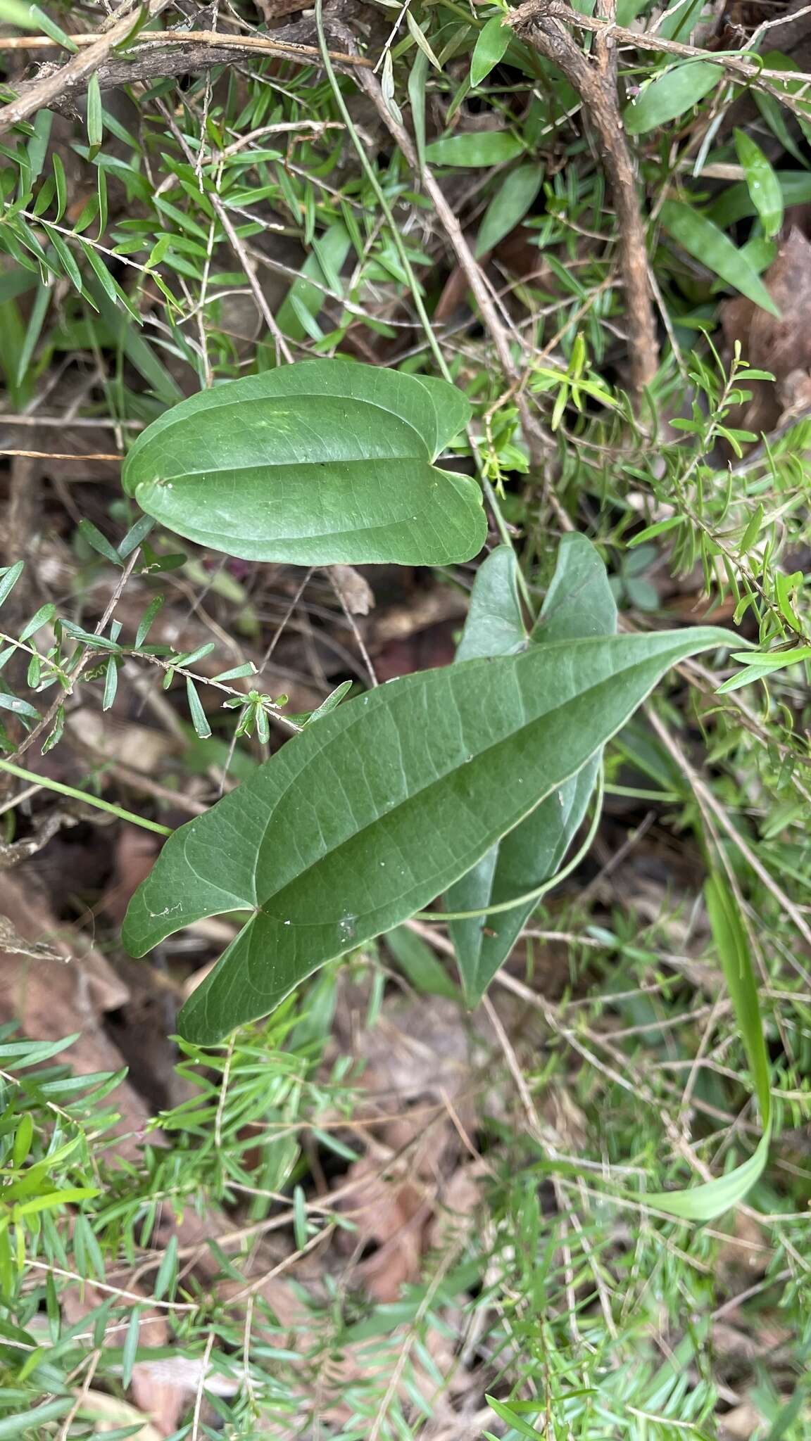 Dioscorea transversa R. Br. resmi