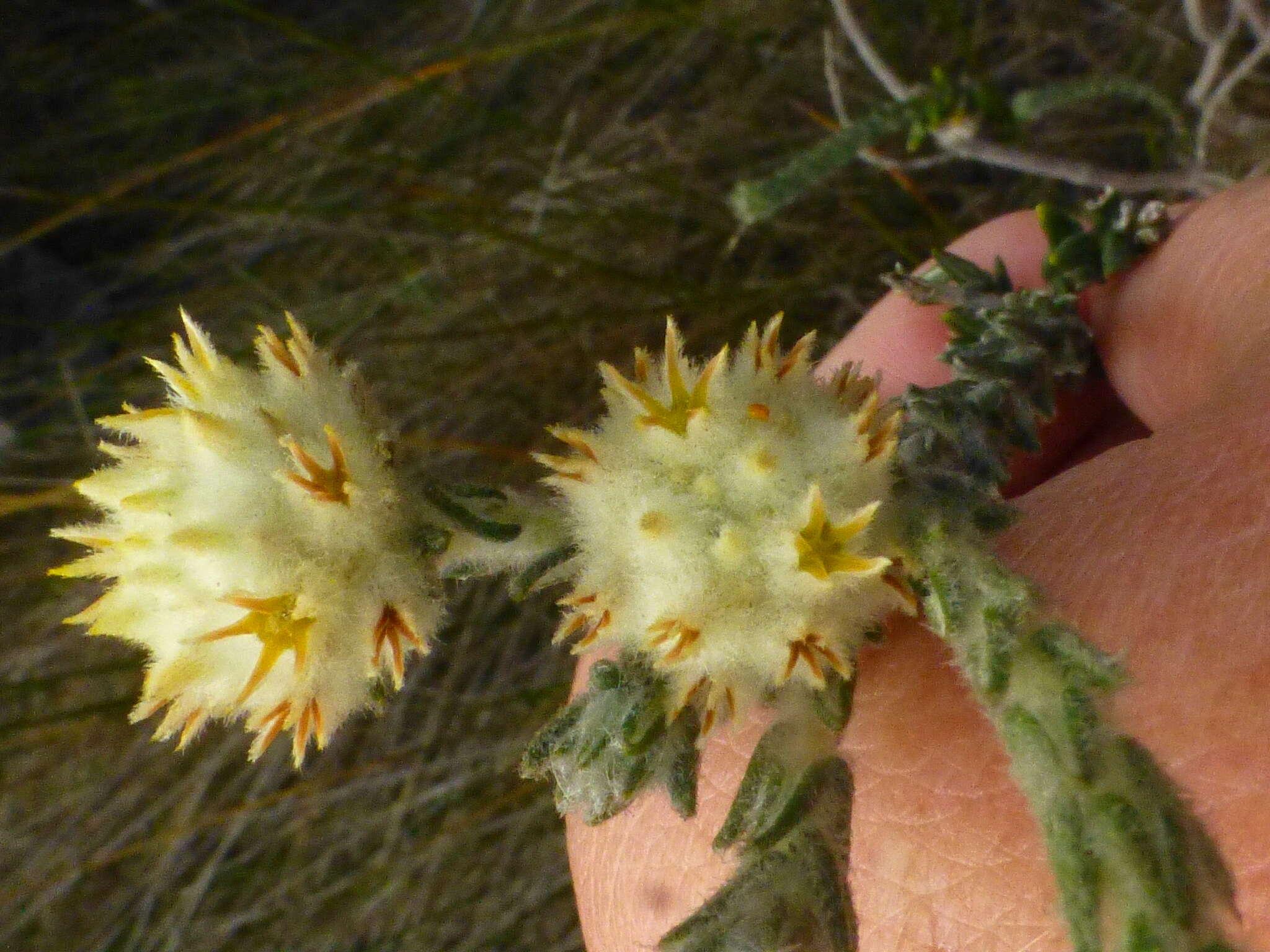 Image of Phylica harveyi (Arn.) Pillans