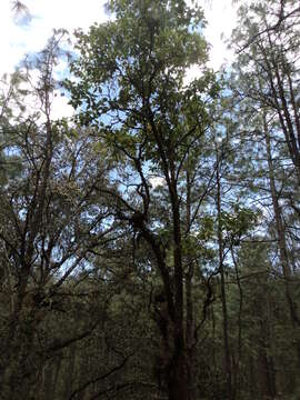 Image of Tilia americana var. mexicana (Schltdl.) J. W. Hardin