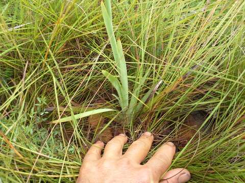 Image of Aristea angolensis Baker