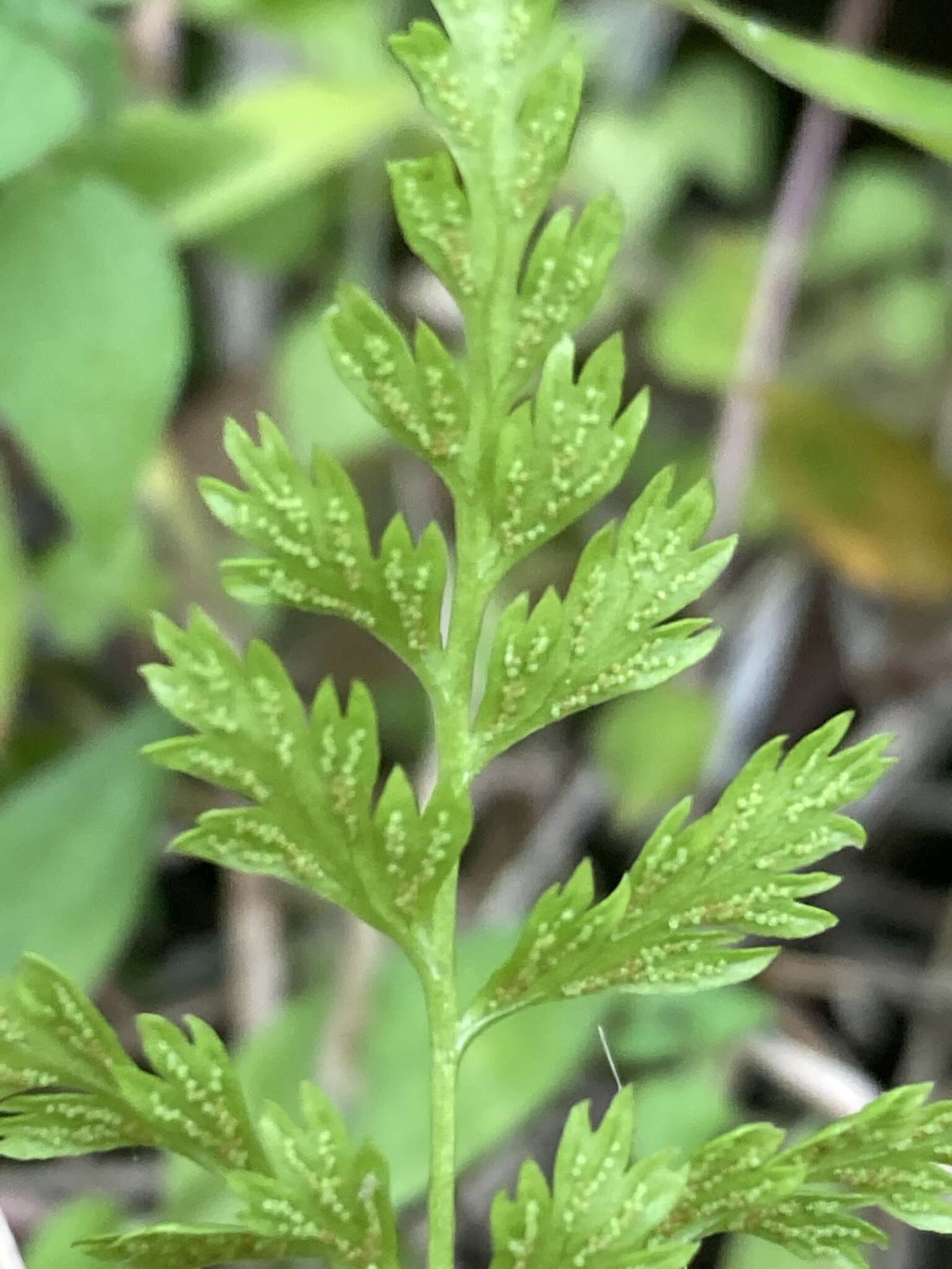 Gastoniella chaerophylla (Desv.) Li Bing Zhang & Liang Zhang的圖片