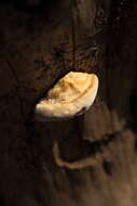 Image of Trametes hirsuta (Wulfen) Lloyd 1924