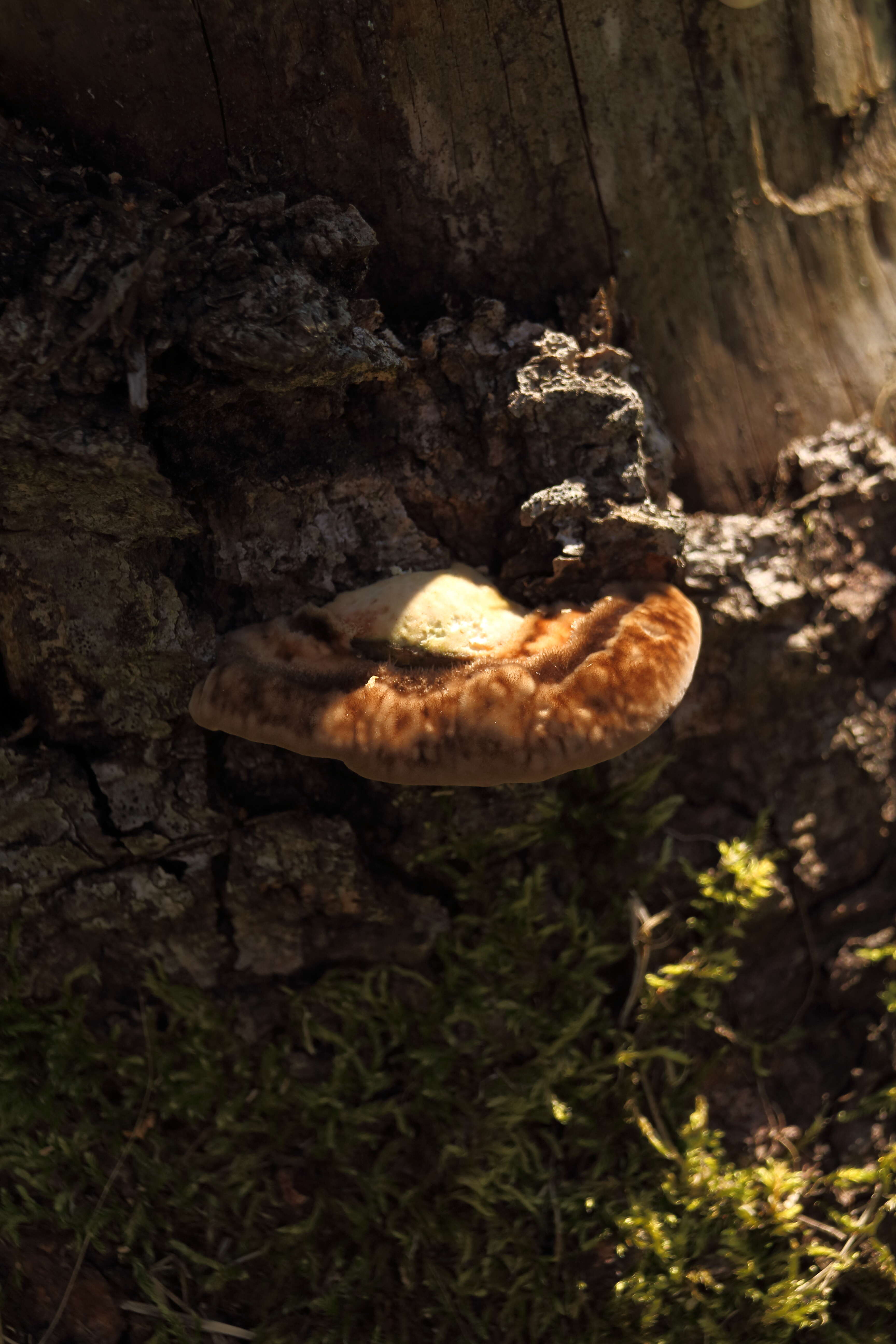 Image of Trametes hirsuta (Wulfen) Lloyd 1924