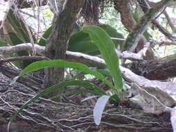 Image of Anthurium schlechtendalii subsp. schlechtendalii