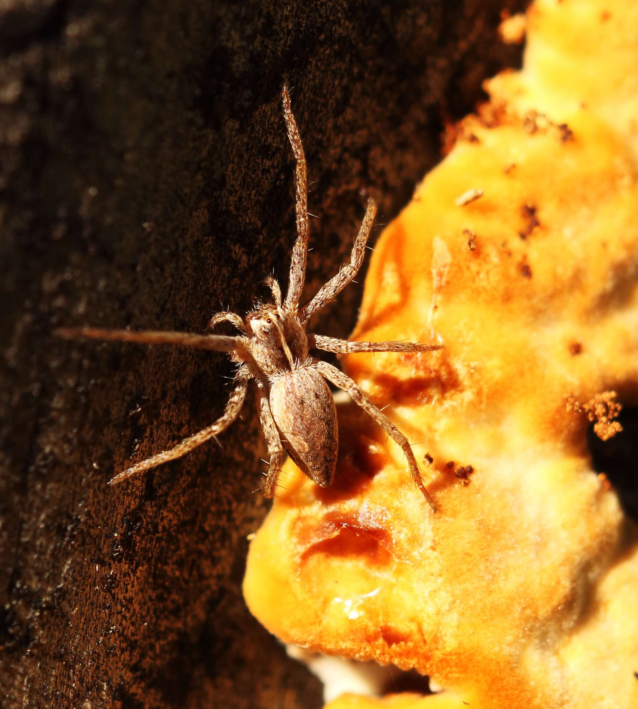 Image of Nursery-web spider