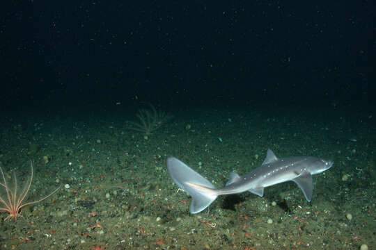 Image of Cape Shark