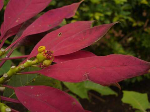 Image of poinsettia