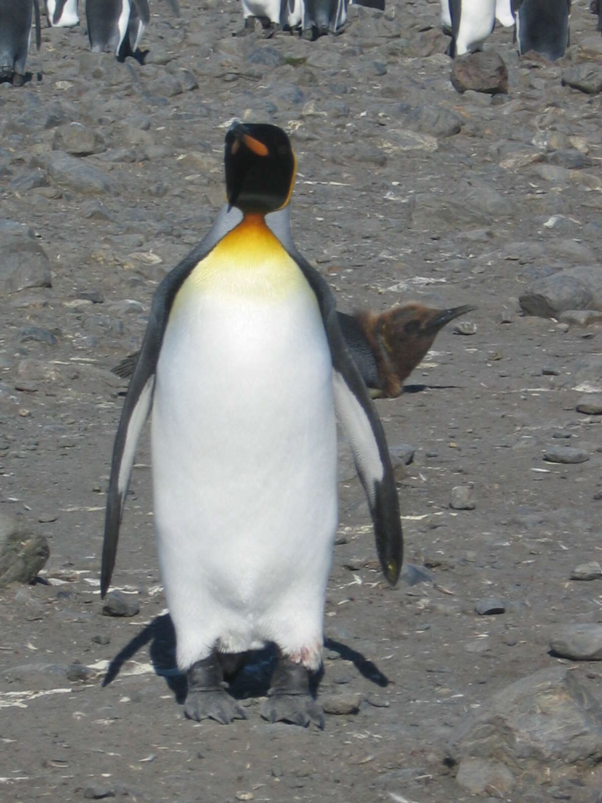 Image of King Penguin