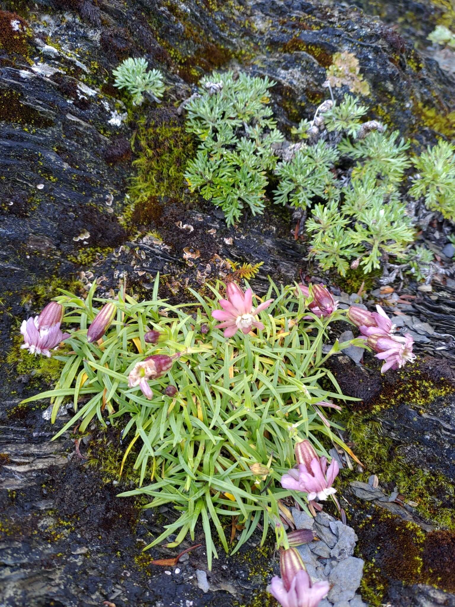 Image of Silene morrisonmontana var. morrisonmontana