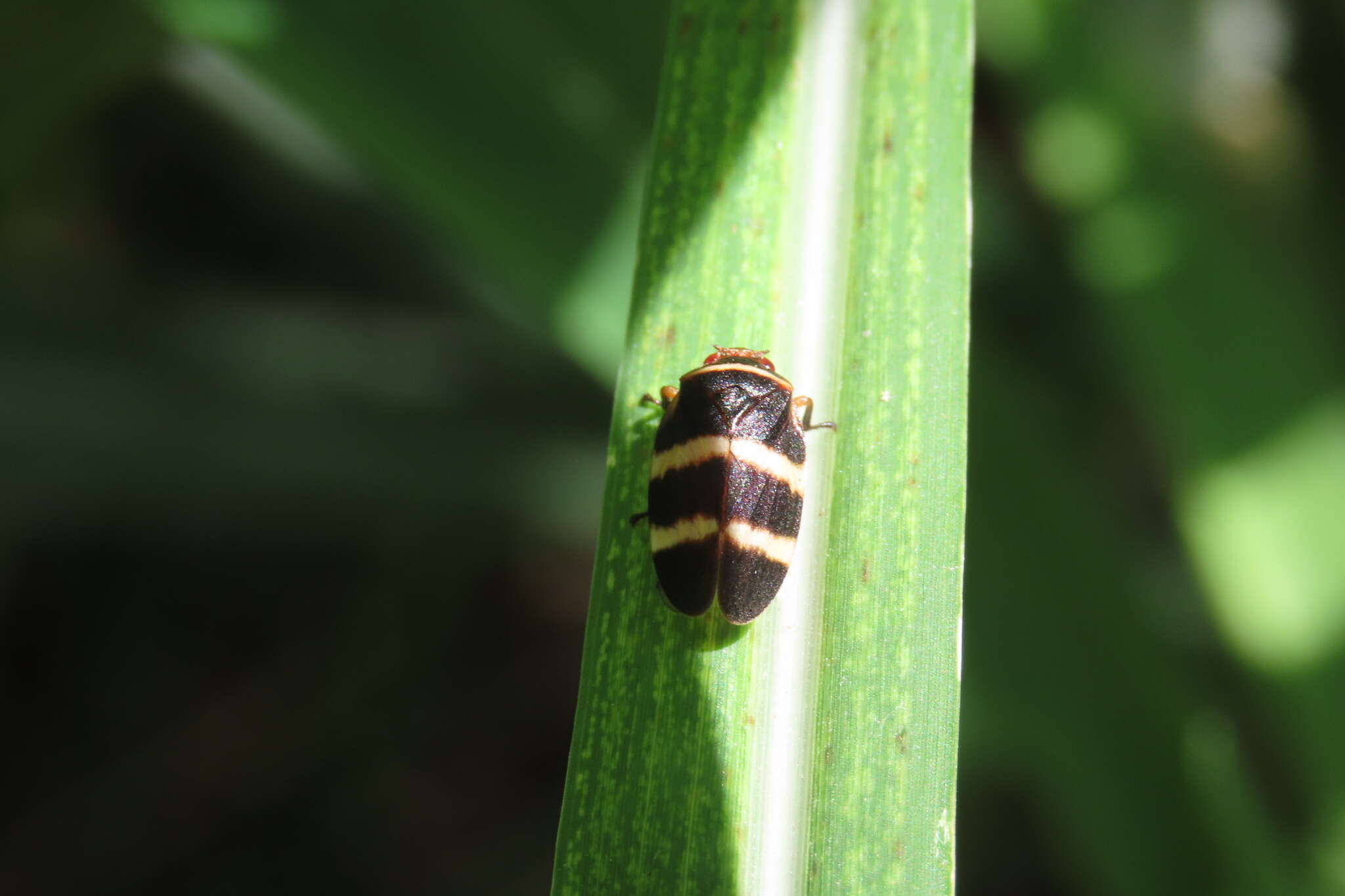 Image of Prosapia simulans (Walker 1858)