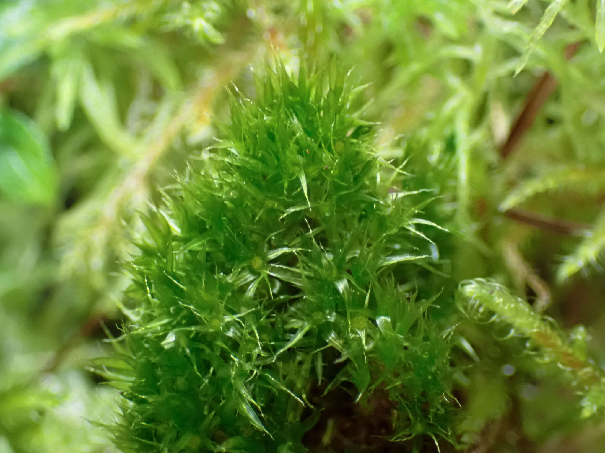 Image of Black fruited stink moss