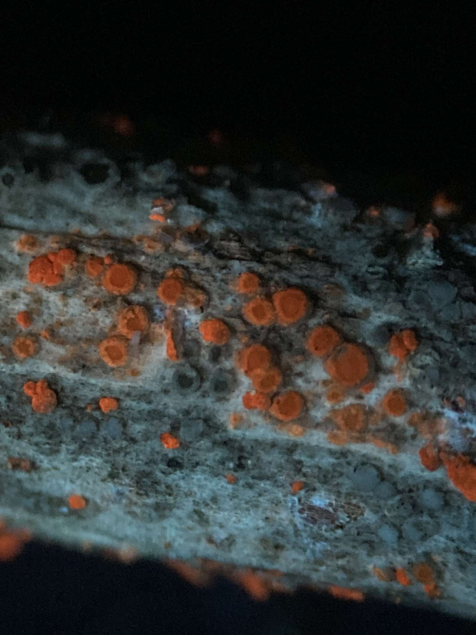 Image of Caloplaca cerinella (Nyl.) Flagey