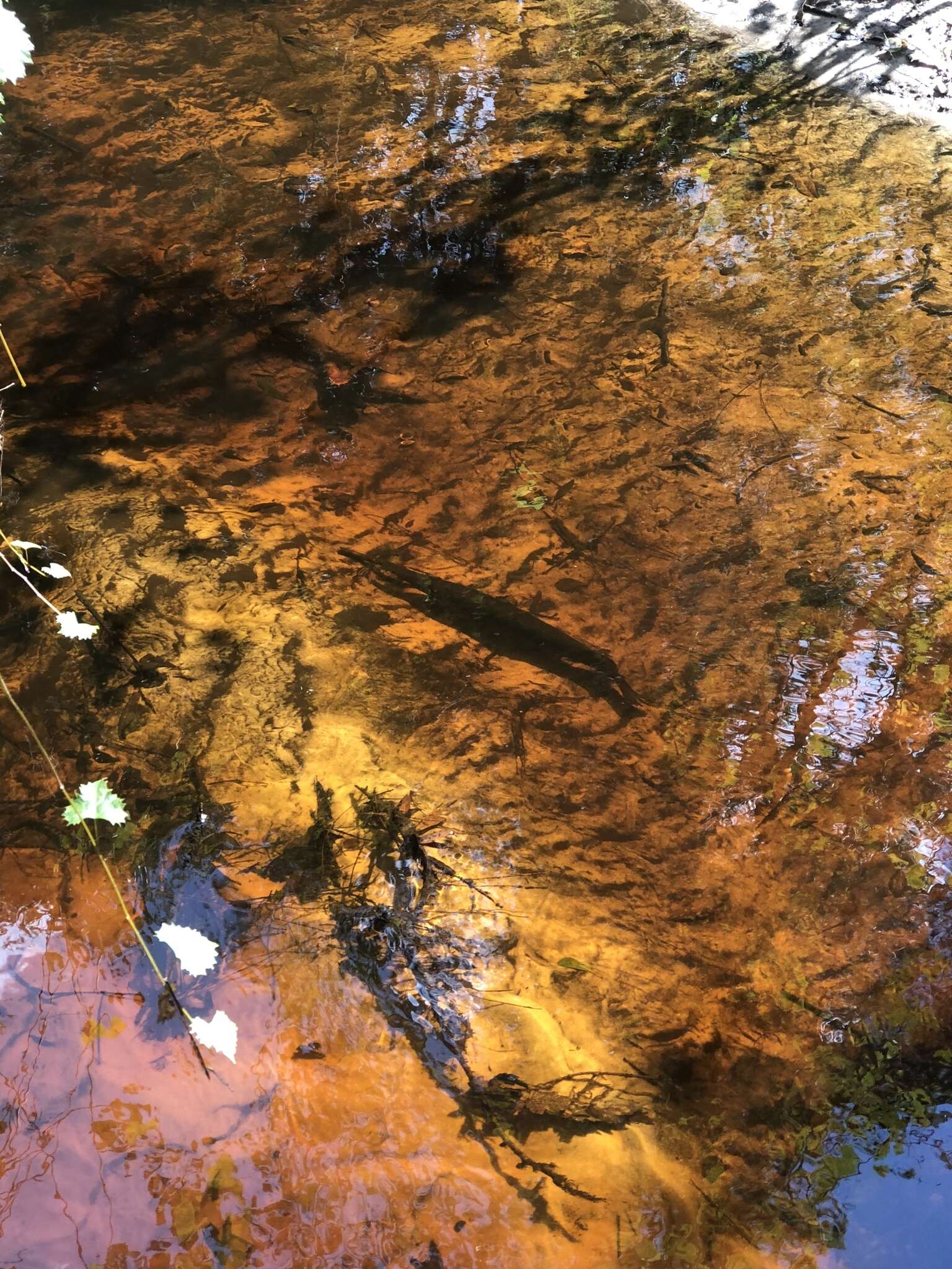 Image of Florida Gar