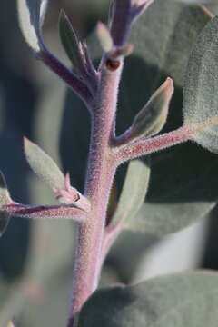 Image of Mallory's manzanita