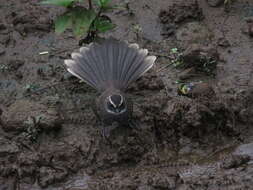 Image of White-browed Fantail