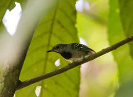 Image of Long-winged Antwren