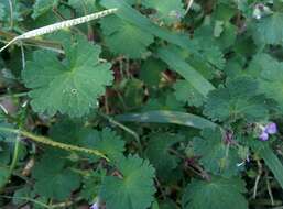 Image of Round-leaved Crane's-bill