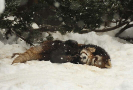 Image of Red panda