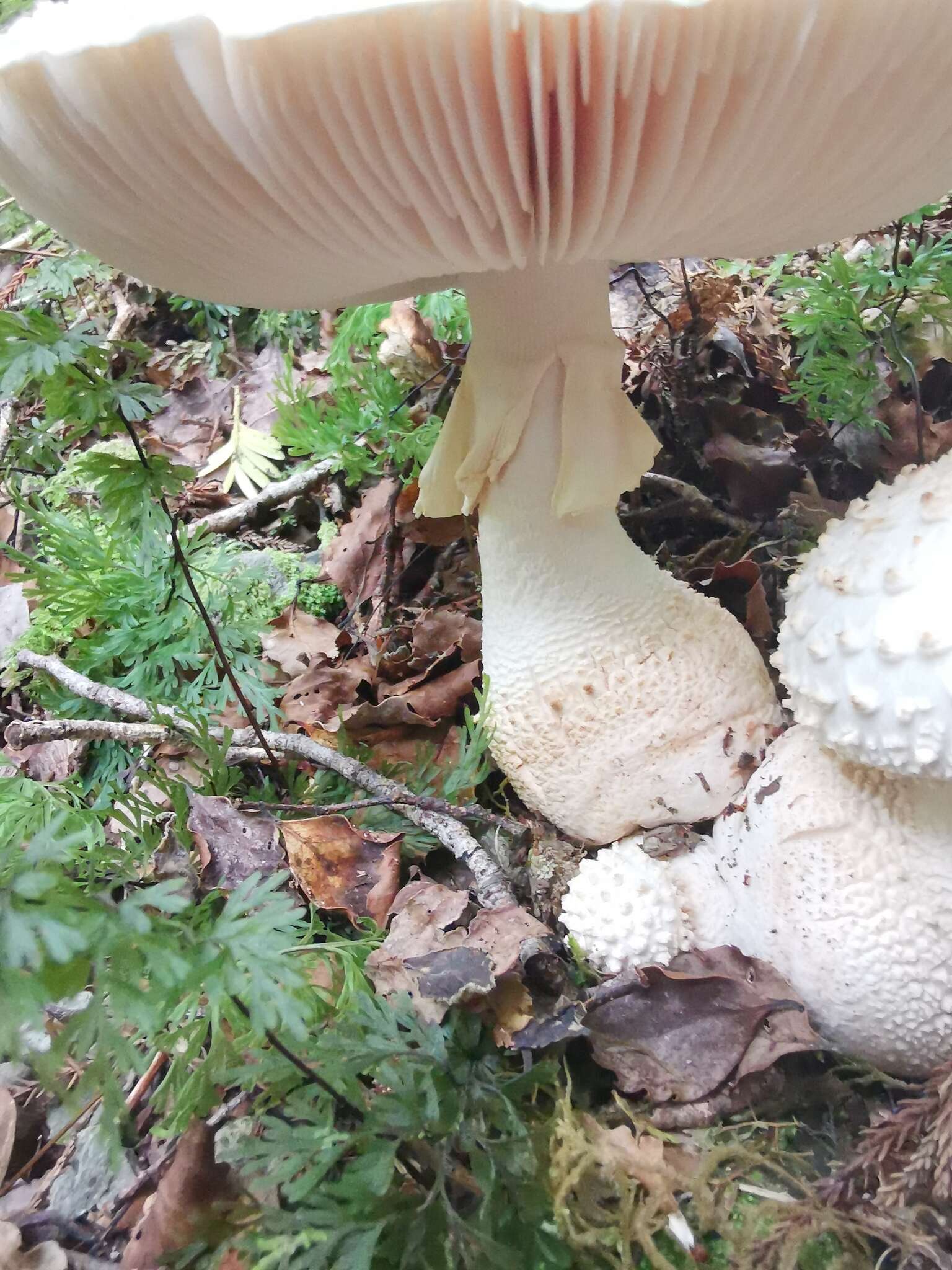 Image of Amanita pareparina G. S. Ridl. 1991