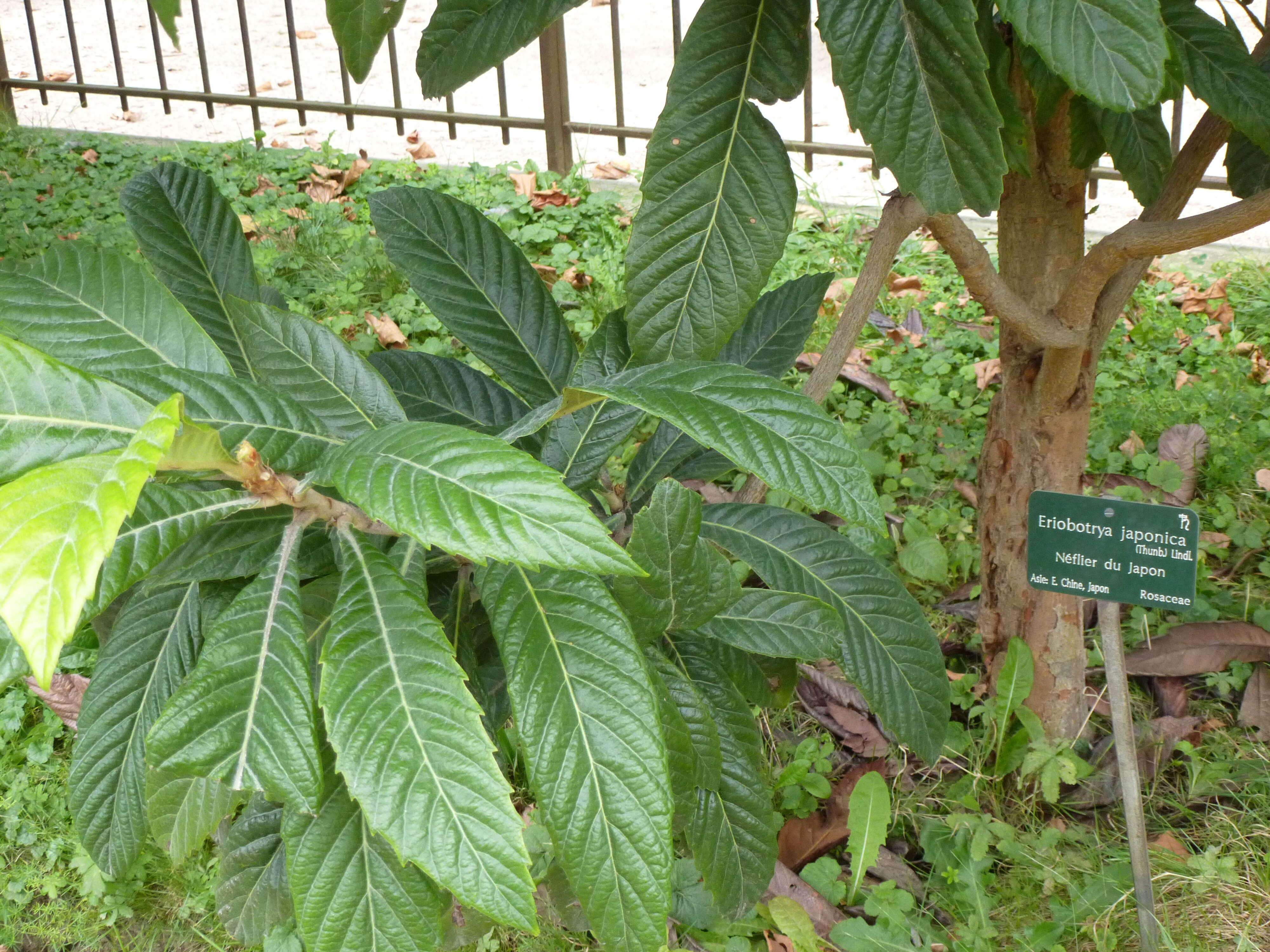 Image of loquat