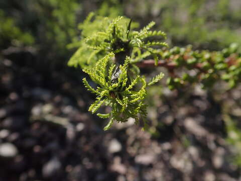 Image de Parkinsonia andicola