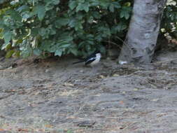 Image of Tropical Boubou