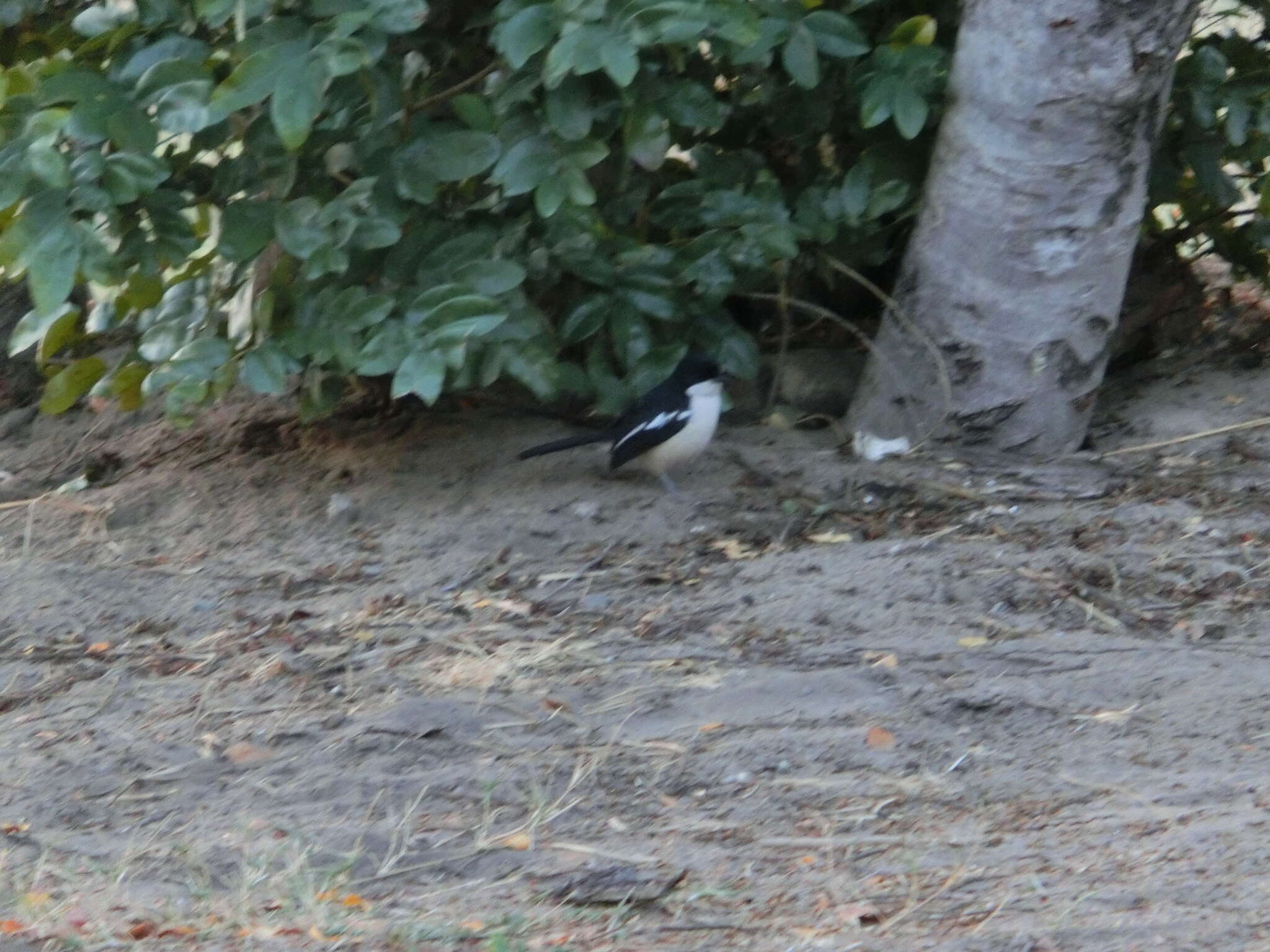 Image of Tropical Boubou