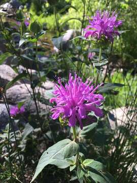 Image of Monarda fistulosa var. menthifolia (Graham) Fernald