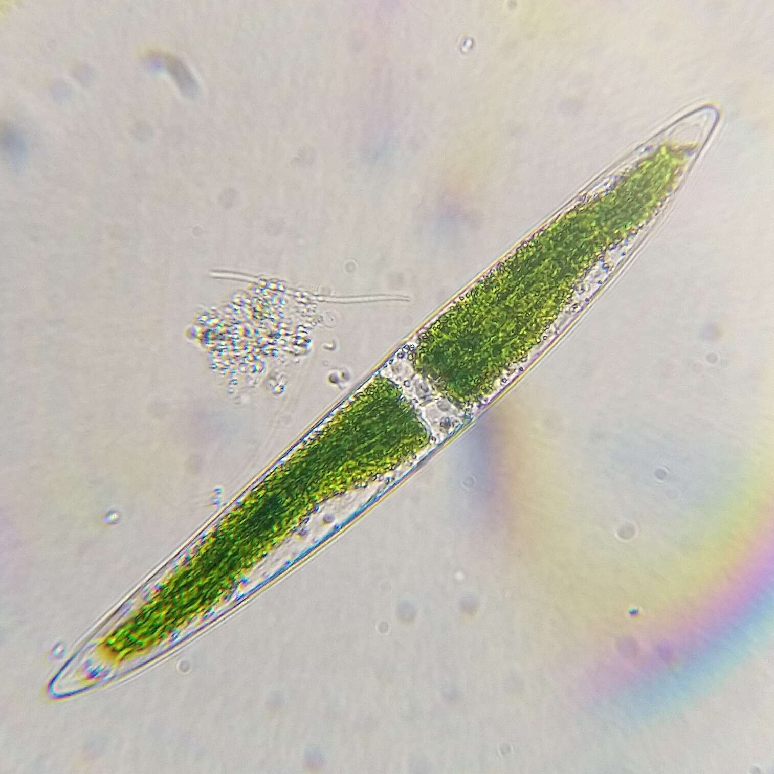 Image of Closterium acerosum