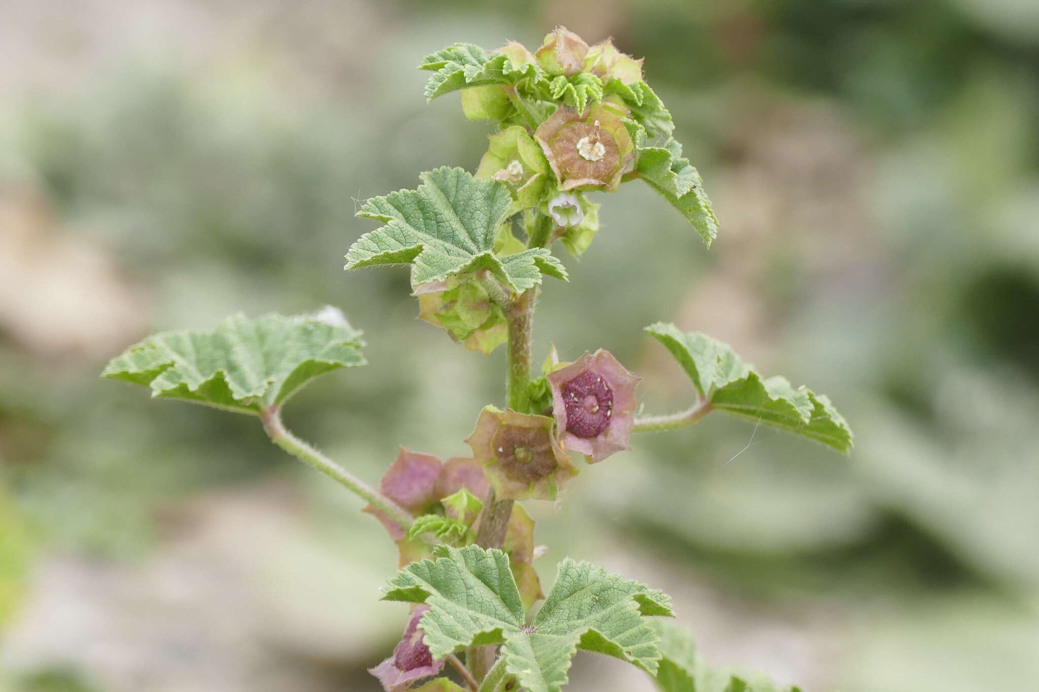 Image de mauve à petites fleurs